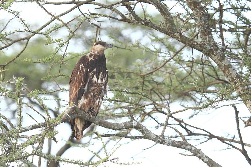 Ultimo rapace tanzaniano da identificare